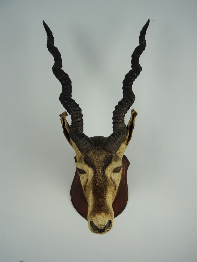 EDWARD GERRARD & SONS TAXIDERMY BLACKBUCK TROPHY HEAD